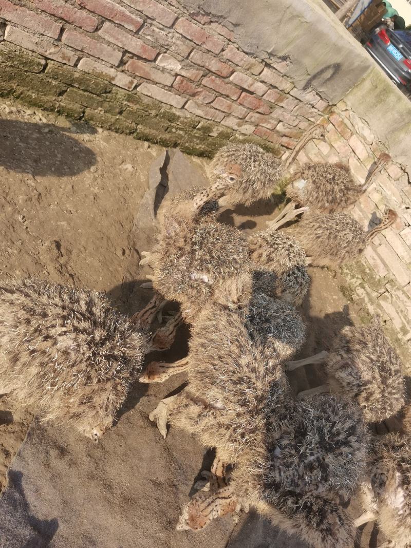 鸵鸟苗要的可视频挑选