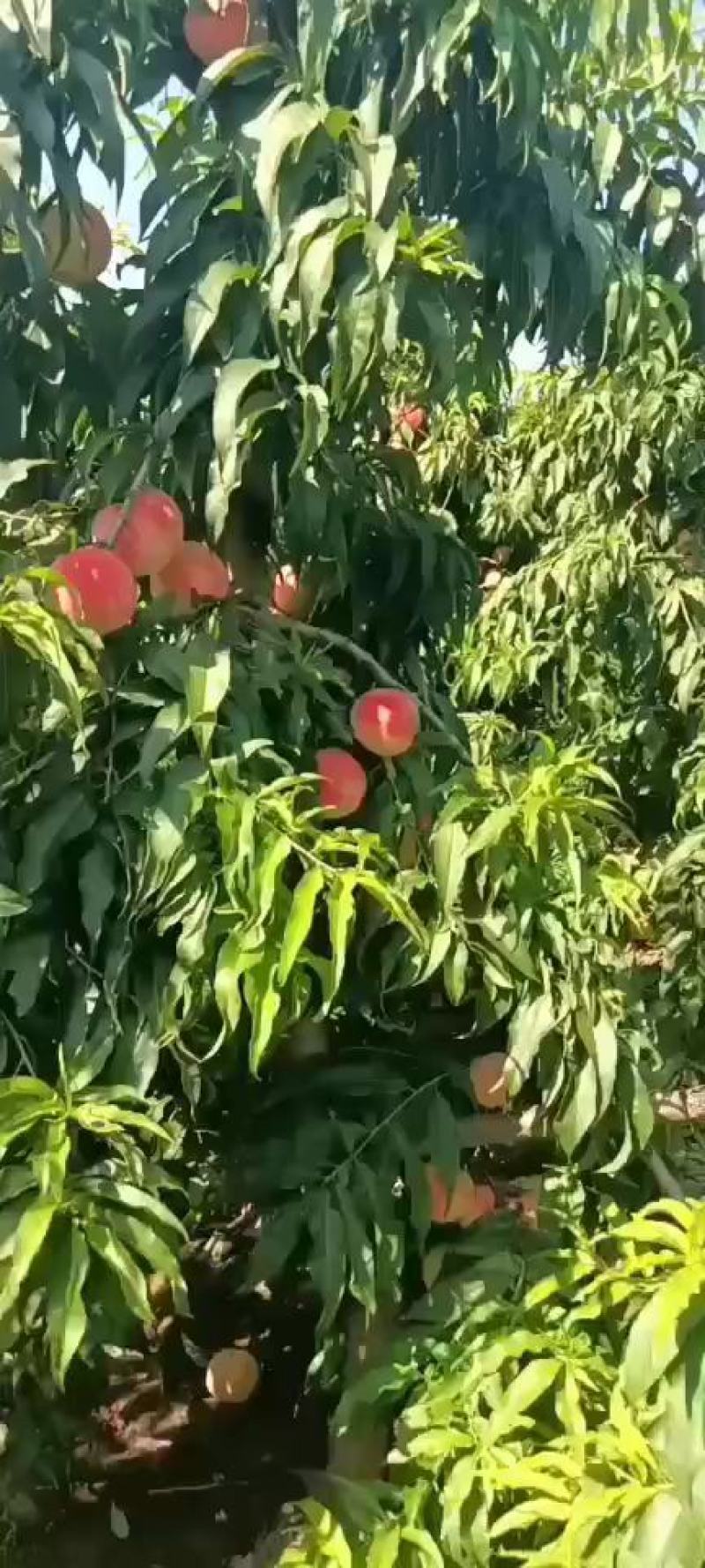 毛桃大量上市中