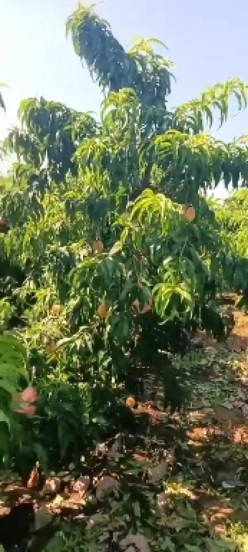 毛桃大量上市中