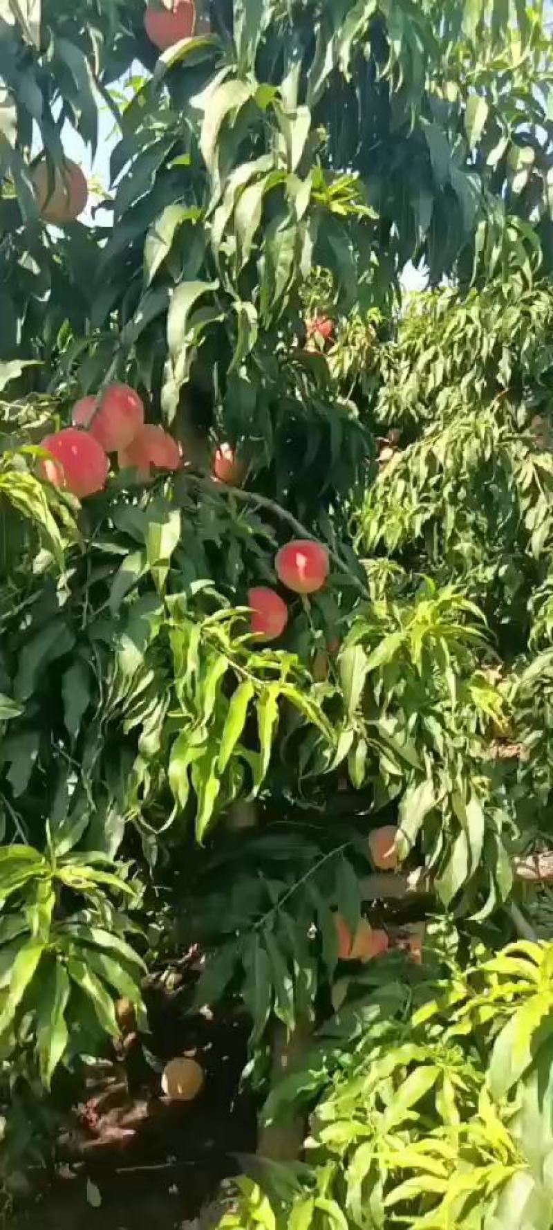 毛桃大量上市中