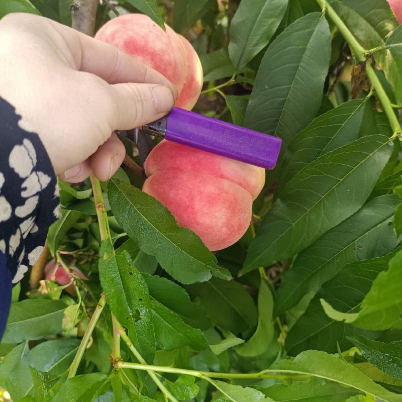 毛桃大量上市中