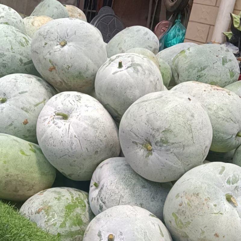 精品水果冬瓜大量上市中，现摘现发保证新鲜，支持电商，全国