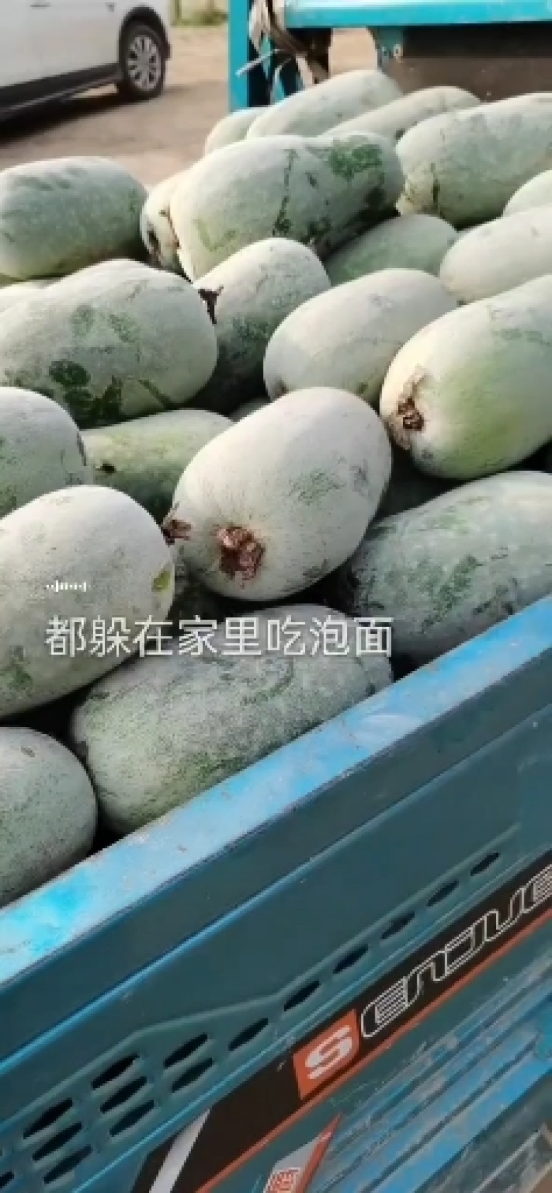 精品水果冬瓜大量上市中，现摘现发保证新鲜，支持电商，全国