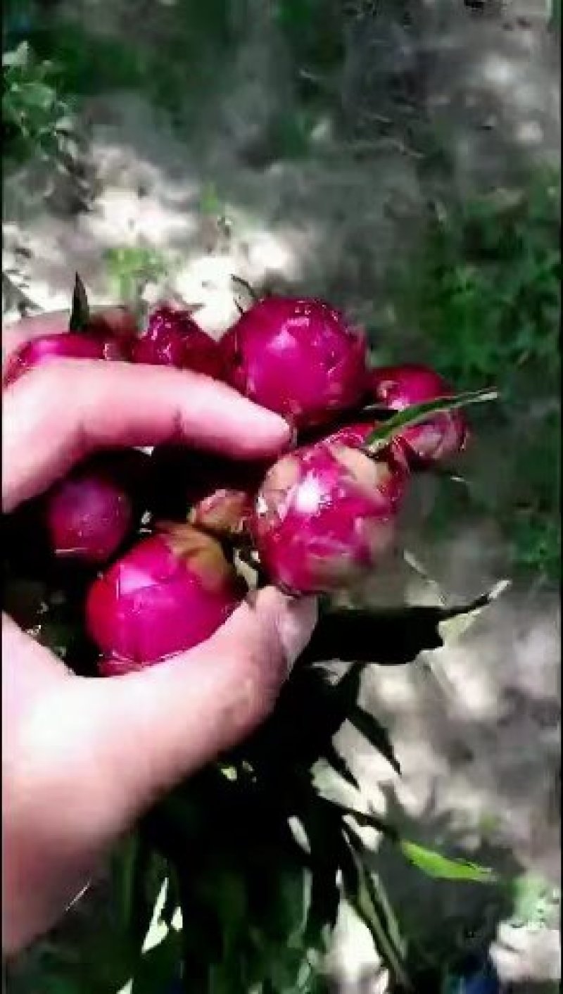 五月花神菏泽正宗芍药牡丹鲜切花重瓣大花苞花束家庭插花