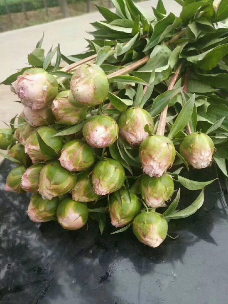 五月花神菏泽正宗芍药牡丹鲜切花重瓣大花苞花束家庭插花