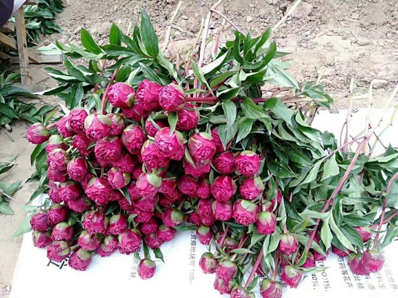 五月花神菏泽正宗芍药牡丹鲜切花重瓣大花苞花束家庭插花