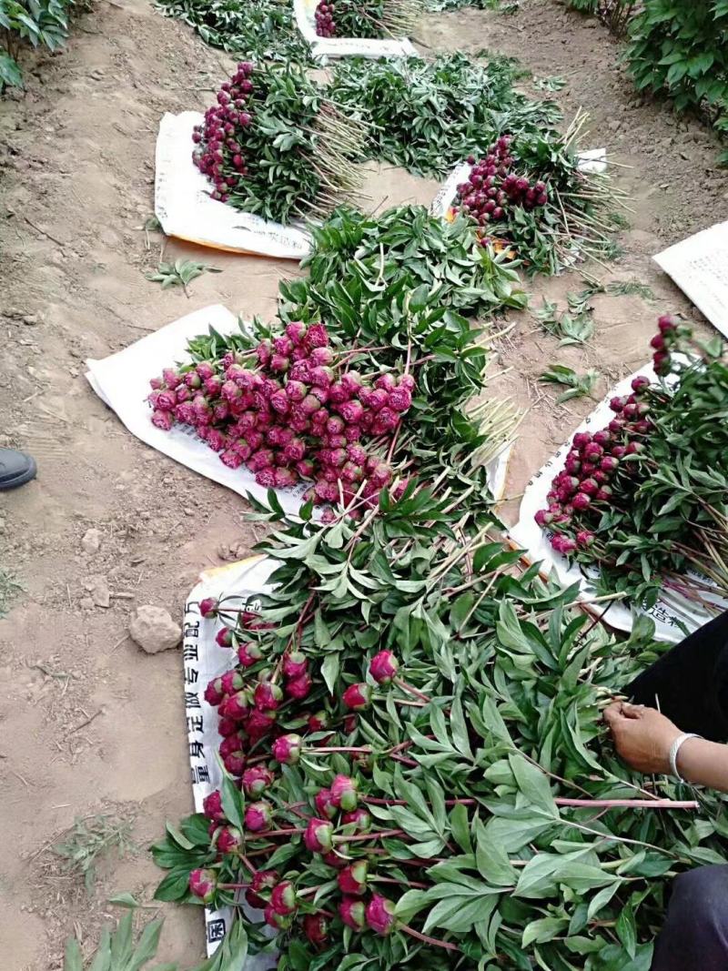 五月花神菏泽正宗芍药牡丹鲜切花重瓣大花苞花束家庭插花