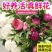 五月花神菏泽正宗芍药牡丹鲜切花重瓣大花苞花束家庭插花