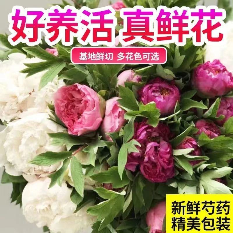 五月花神菏泽正宗芍药牡丹鲜切花重瓣大花苞花束家庭插花
