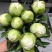 五月花神菏泽正宗芍药牡丹鲜切花重瓣大花苞花束家庭插花