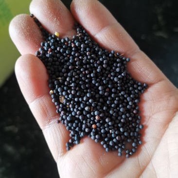江苏扬州优质油菜籽，湿基含油41，出净油36以上欢迎订购