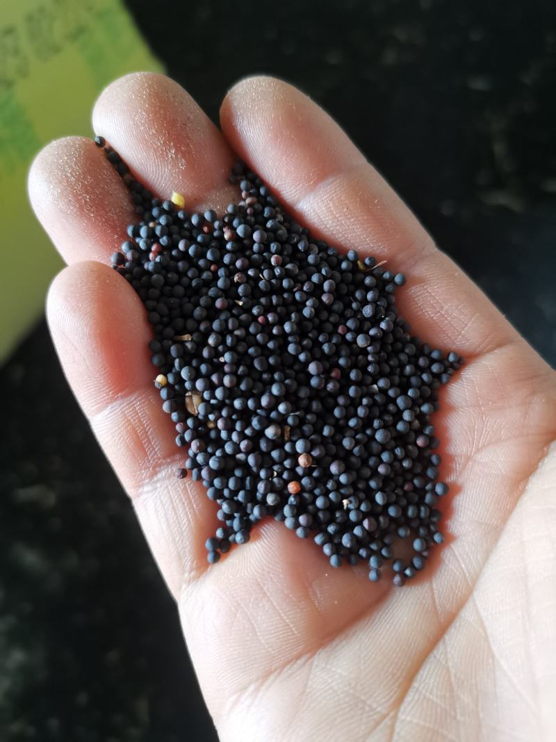 江苏扬州优质油菜籽，湿基含油41，出净油36以上欢迎订购