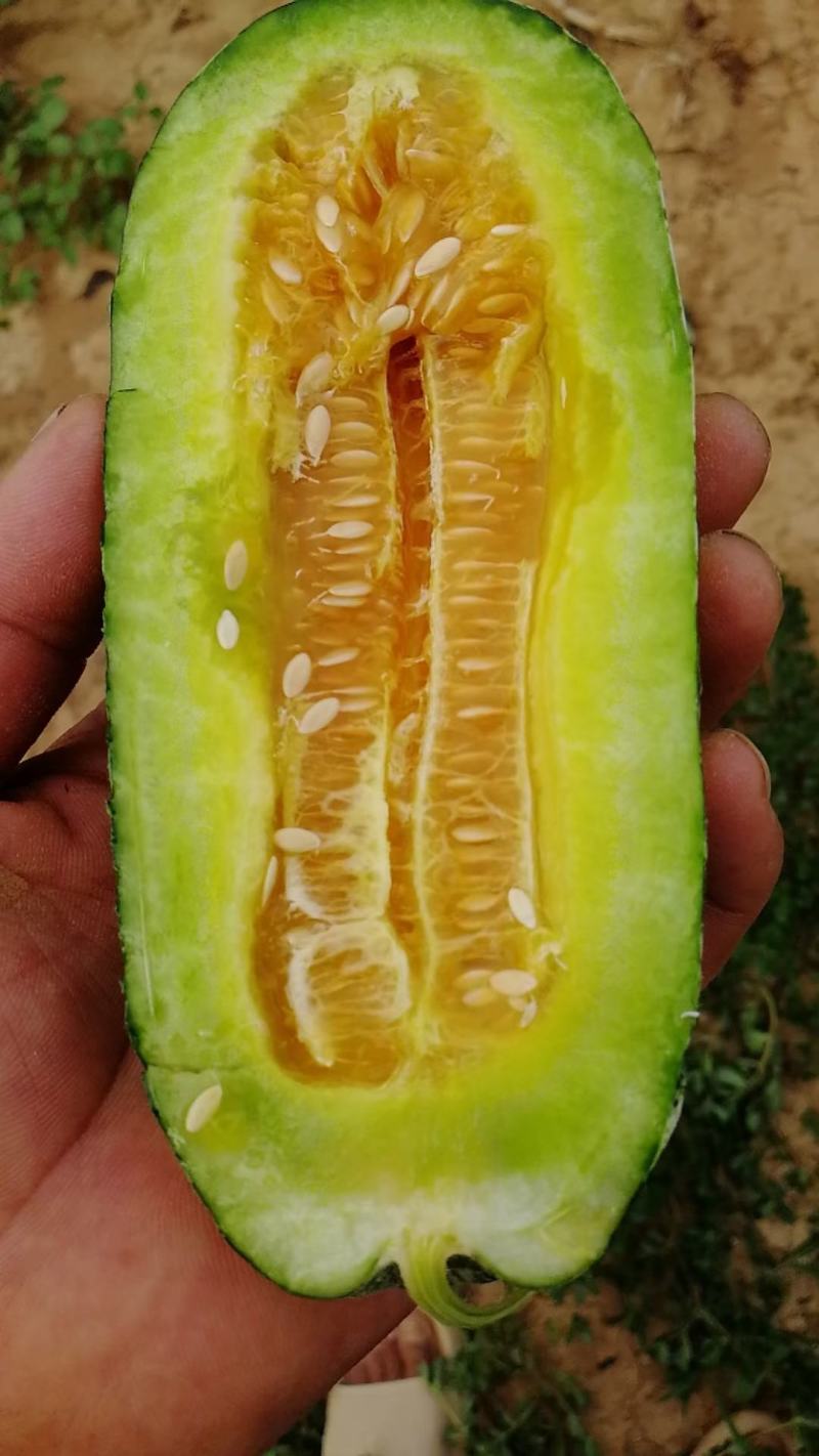 鼎酥薄皮甜瓜种子墨绿白色条带腔小，瓜香酥脆单瓜750克