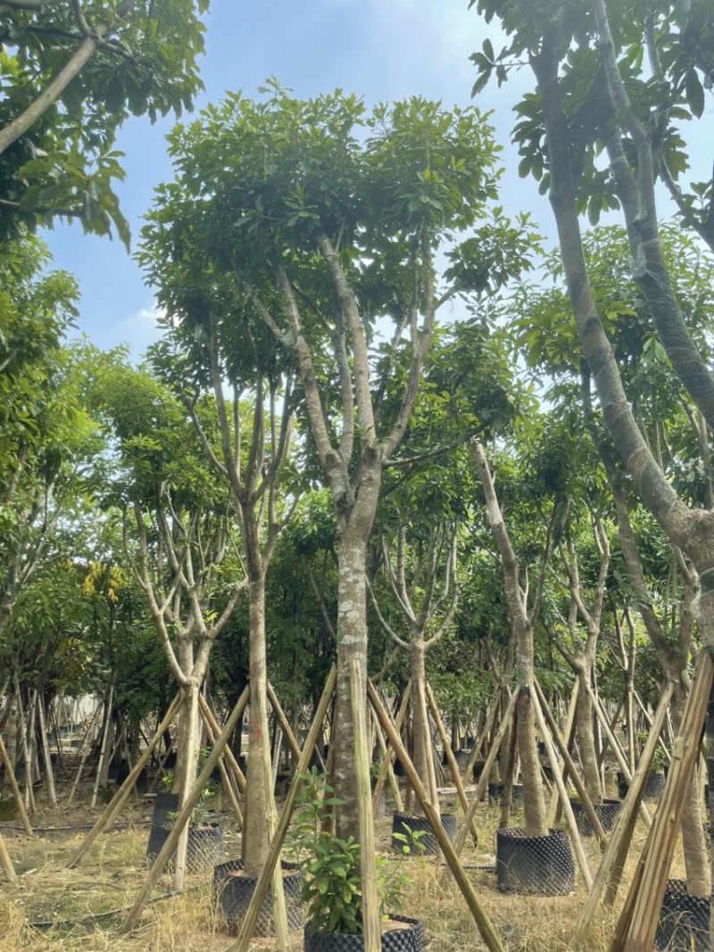 红花玉蕊各种规格齐全基地直发需要的老板联系