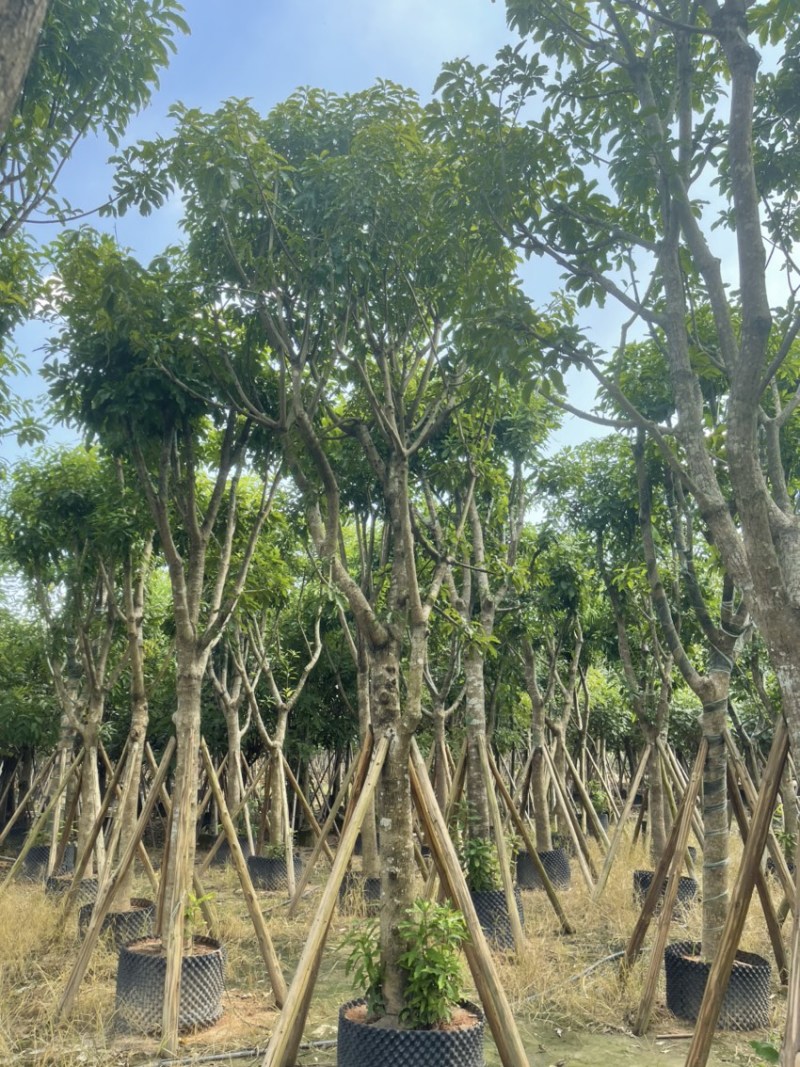 红花玉蕊各种规格齐全基地直发需要的老板联系