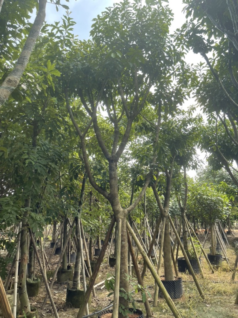 红花玉蕊各种规格齐全基地直发需要的老板联系