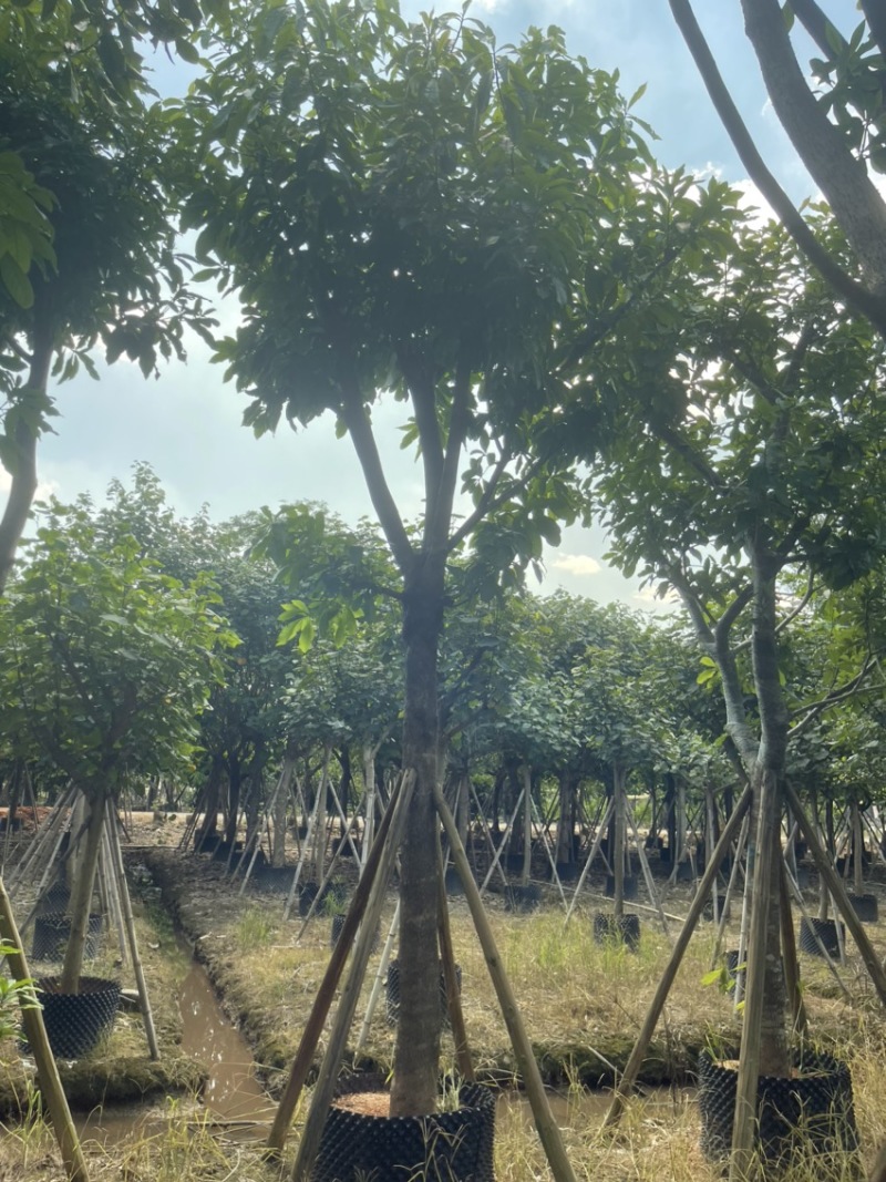 红花玉蕊各种规格齐全基地直发需要的老板联系