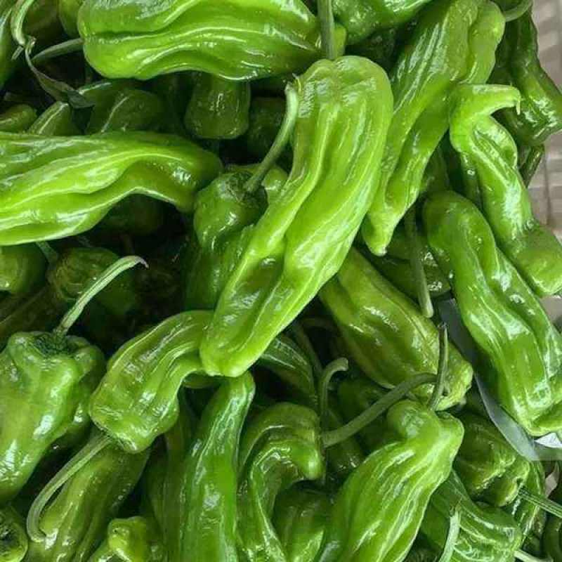 东蔬三星枣研薄皮4号辣椒种子超辣皱皮椒种籽春秋播种蔬菜