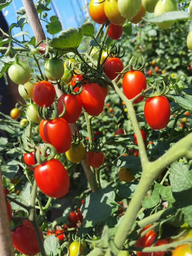 【牛商推荐】优质小番茄千禧圣女果一手货源量大从优