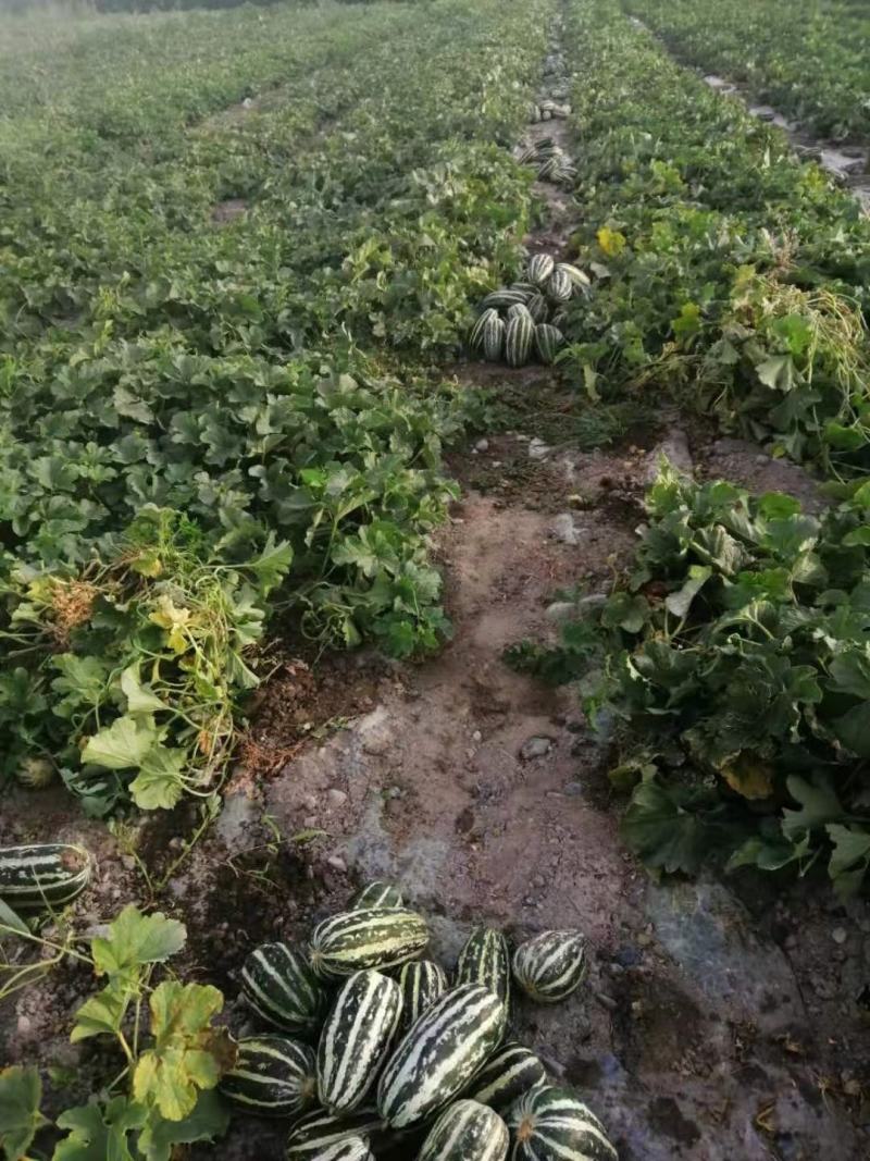 鼎酥薄皮甜瓜种子墨绿白色条带腔小，瓜香酥脆单瓜750克
