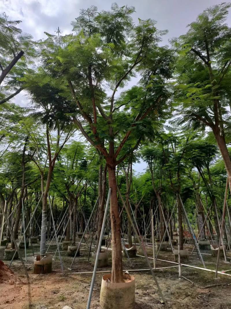 凤凰木各种规格大量现货欢迎来电咨询