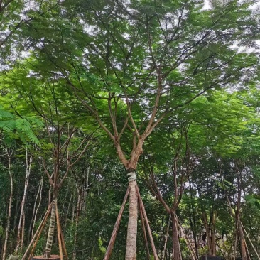 凤凰木各种规格大量现货欢迎来电咨询