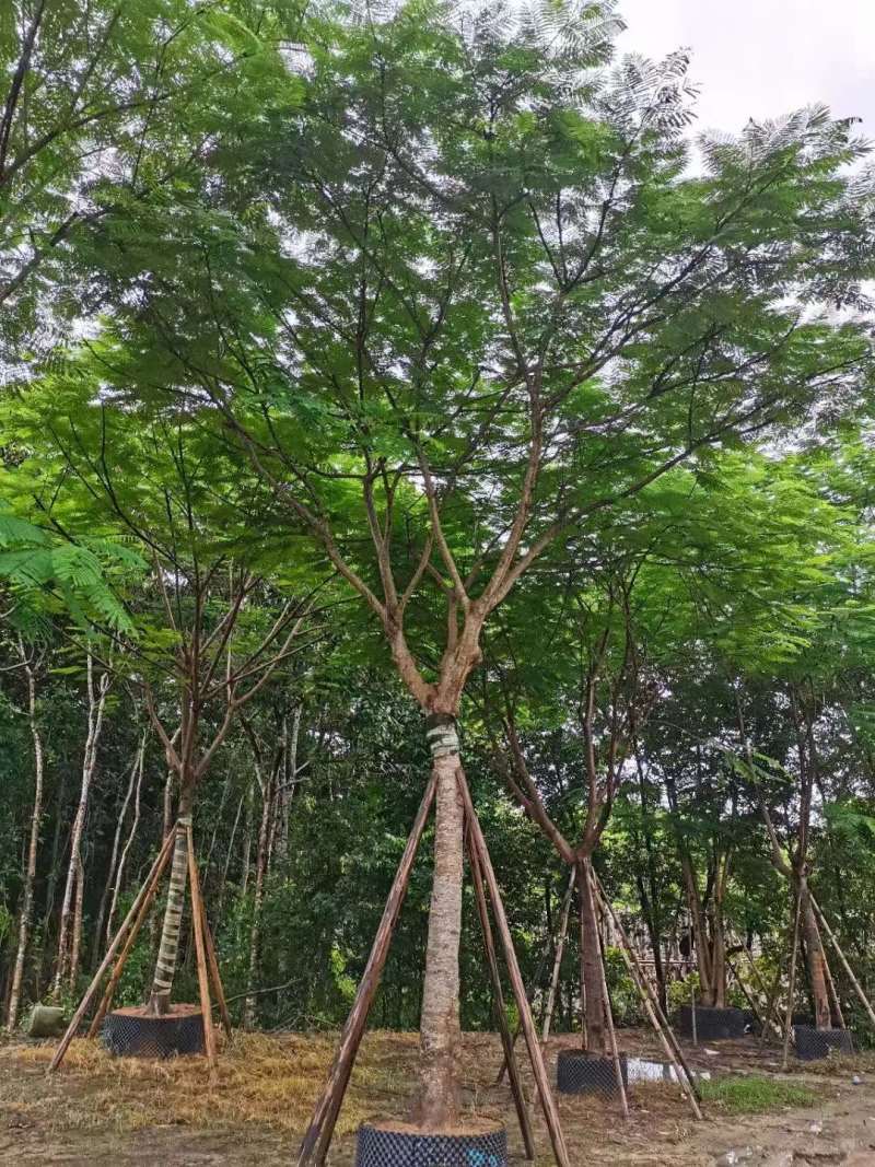 凤凰木各种规格大量现货欢迎来电咨询