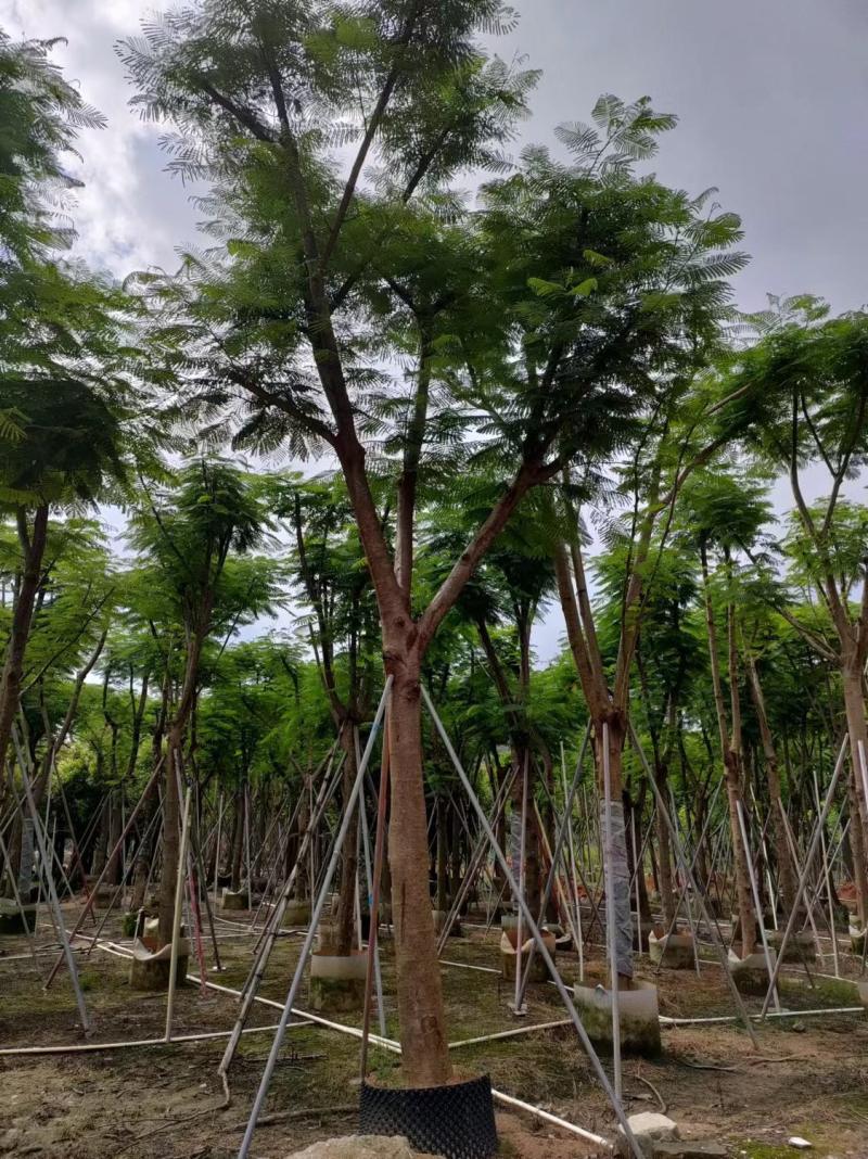 凤凰木各种规格大量现货欢迎来电咨询