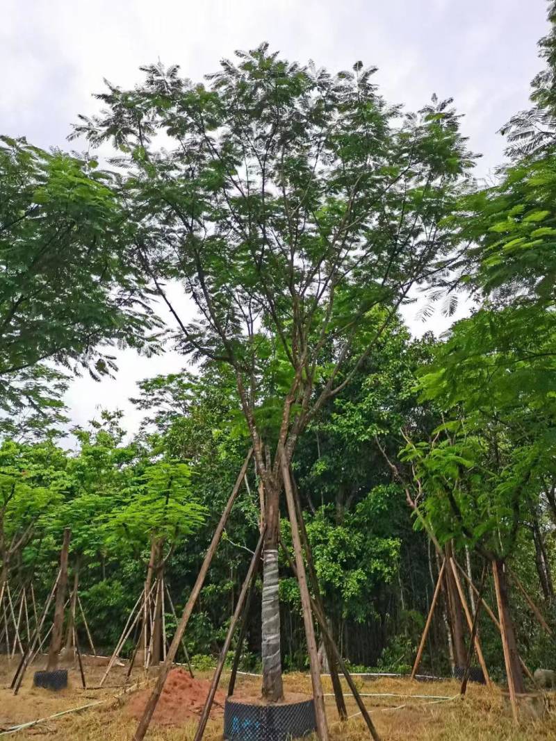凤凰木各种规格大量现货欢迎来电咨询
