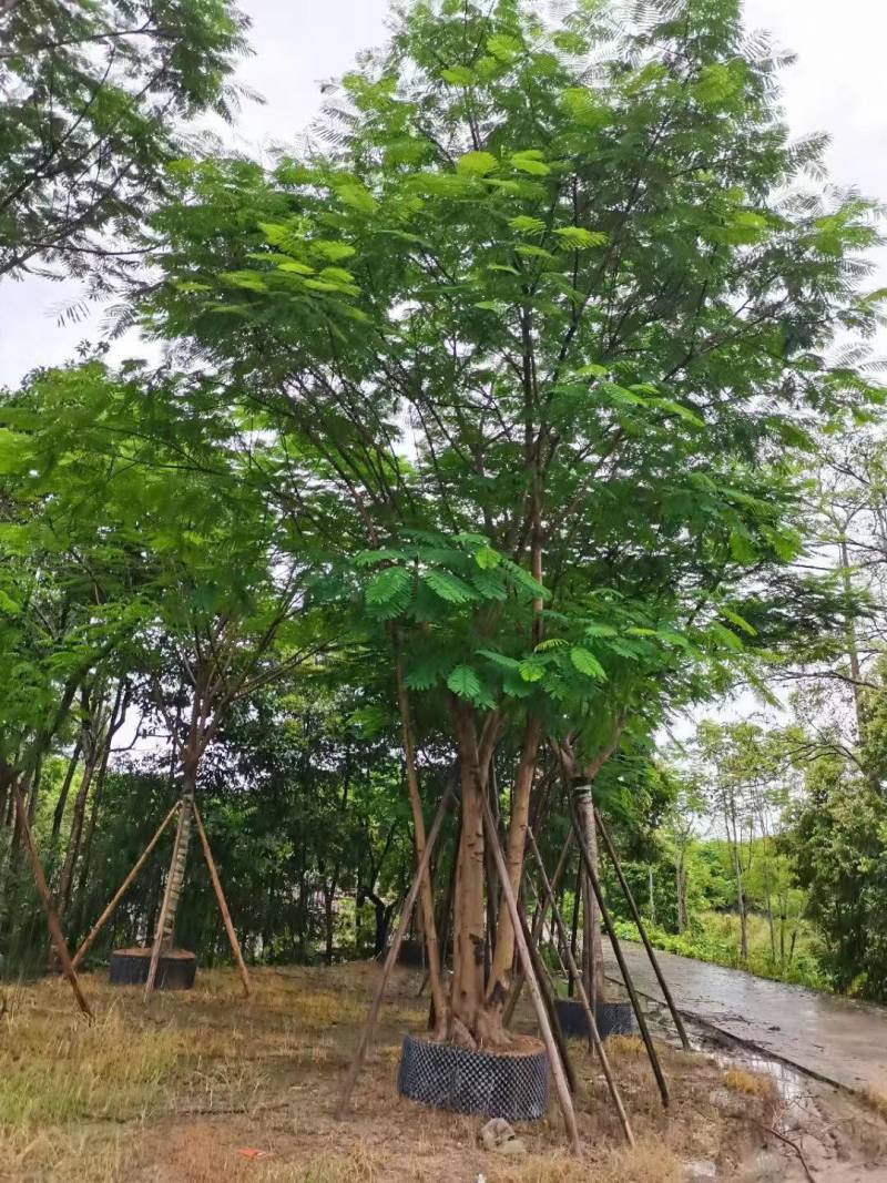 凤凰木各种规格大量现货欢迎来电咨询
