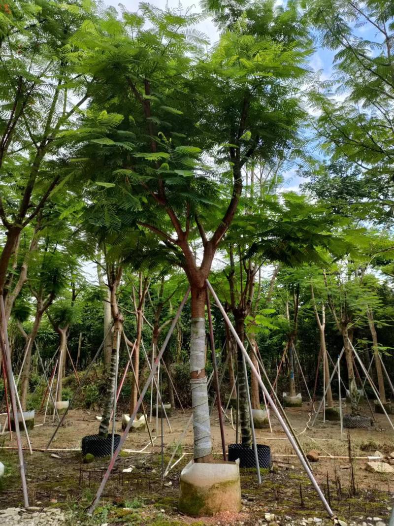 凤凰木各种规格大量现货欢迎来电咨询