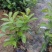 双色茉莉7斤袋，品质优良，价格实惠，诚信经营，欢迎来电