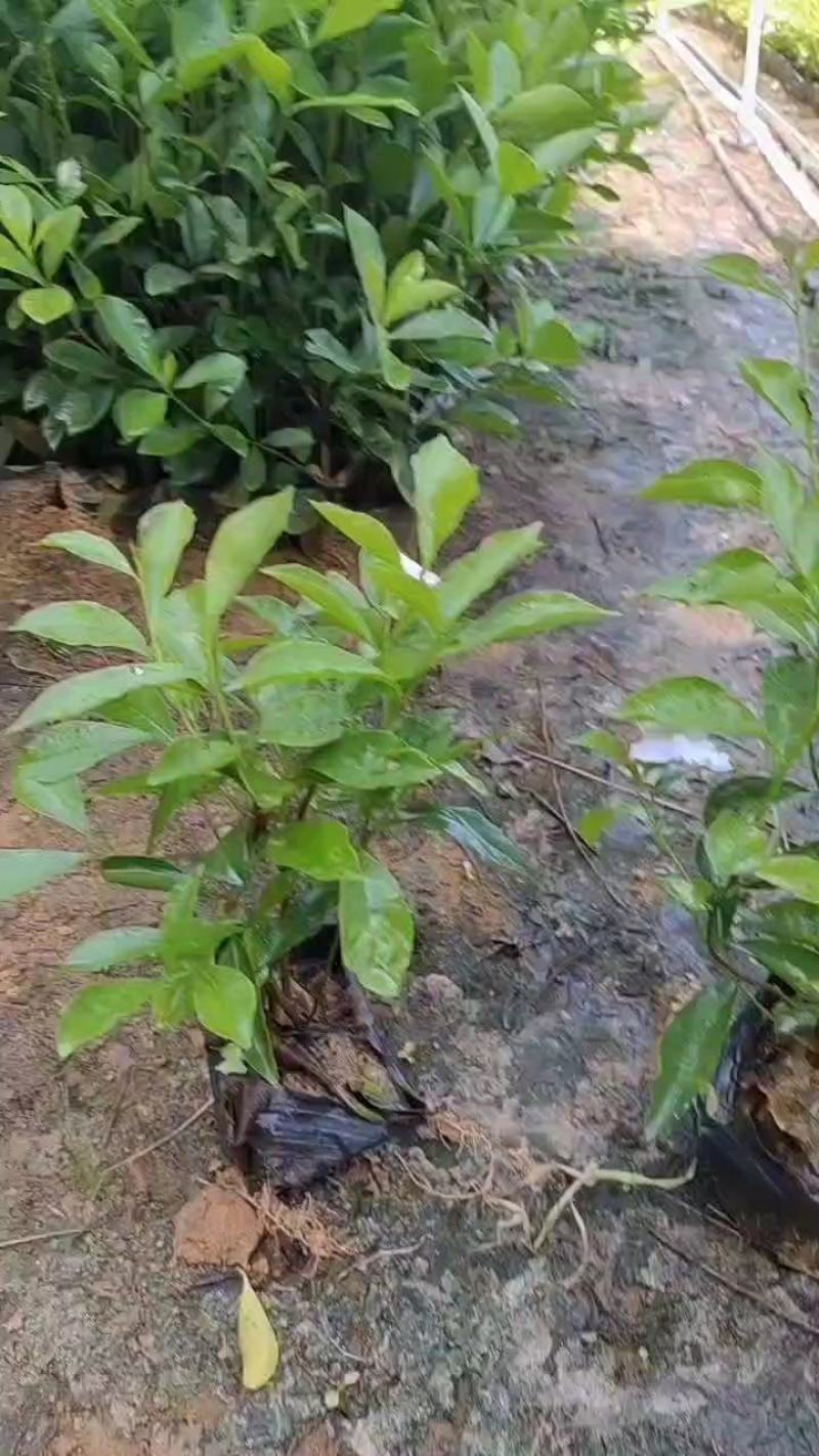 双色茉莉7斤袋，品质优良，价格实惠，诚信经营，欢迎来电