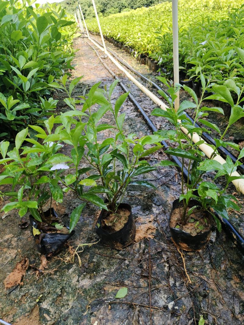 双色茉莉7斤袋，品质优良，价格实惠，诚信经营，欢迎来电