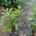 双色茉莉7斤袋，品质优良，价格实惠，诚信经营，欢迎来电