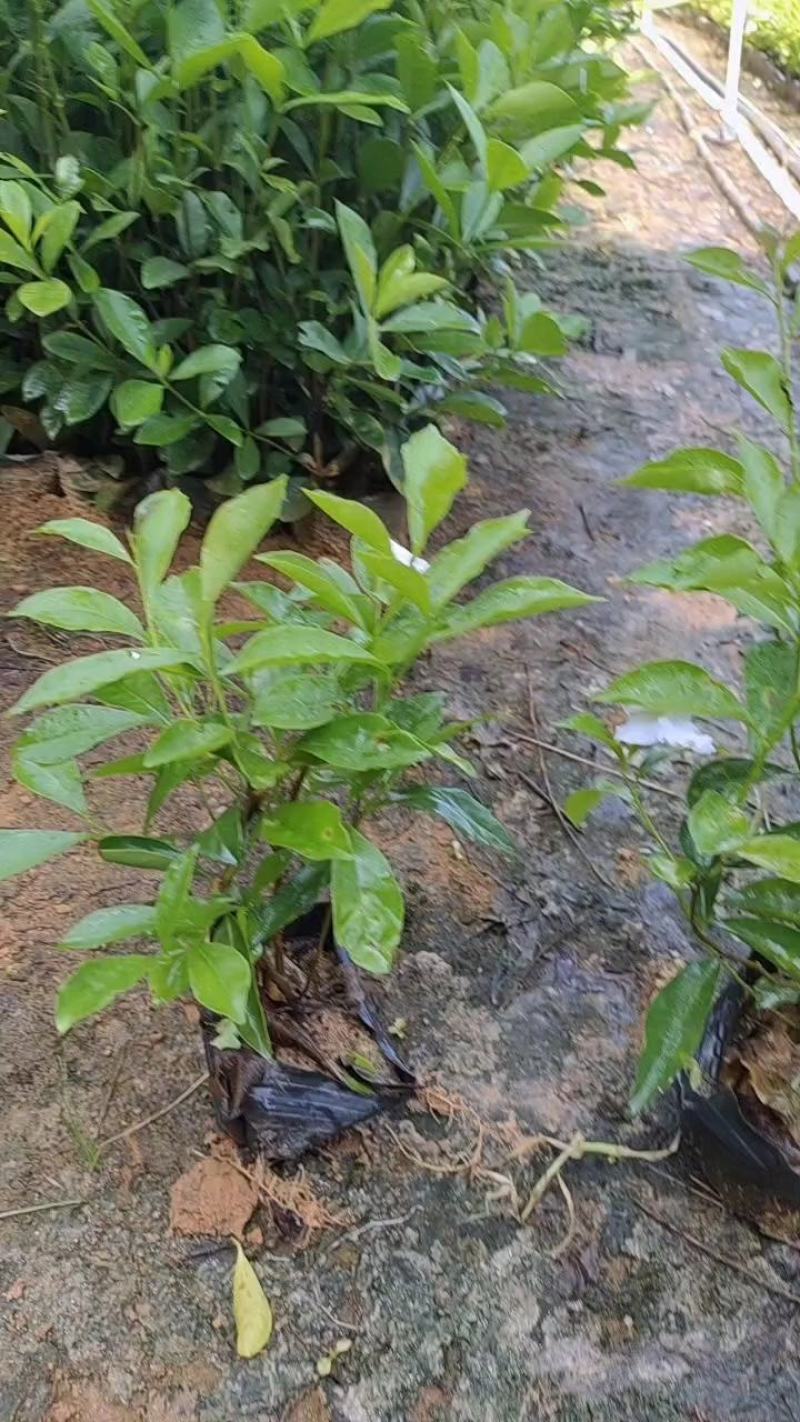 双色茉莉7斤袋，品质优良，价格实惠，诚信经营，欢迎来电