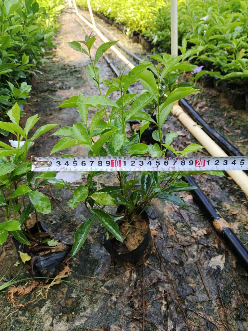 双色茉莉7斤袋，品质优良，价格实惠，诚信经营，欢迎来电