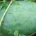 西瓜大量上市，一茬瓜，现摘现装，无代办费用