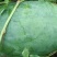 西瓜大量上市，一茬瓜，现摘现装，无代办费用
