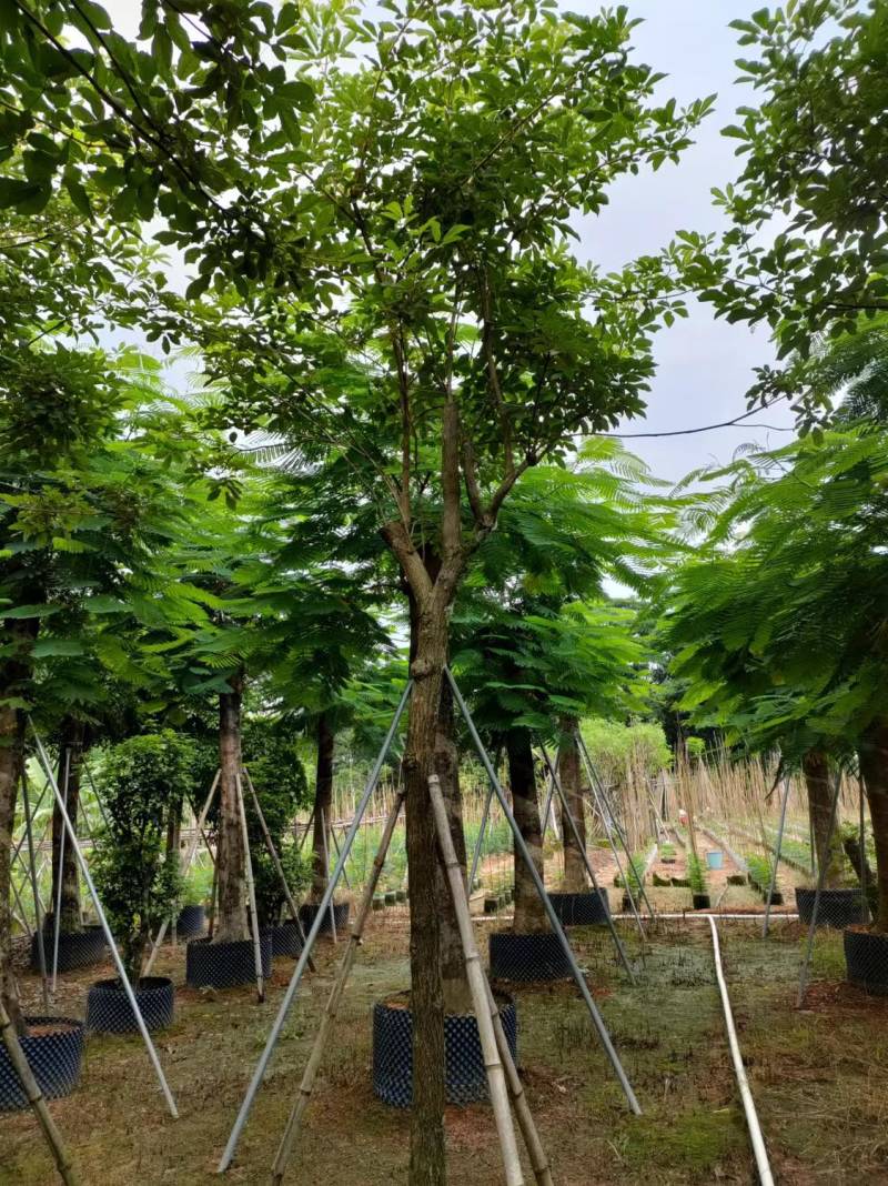 黄花风玲木8-10-12-15公分大量现货供应
