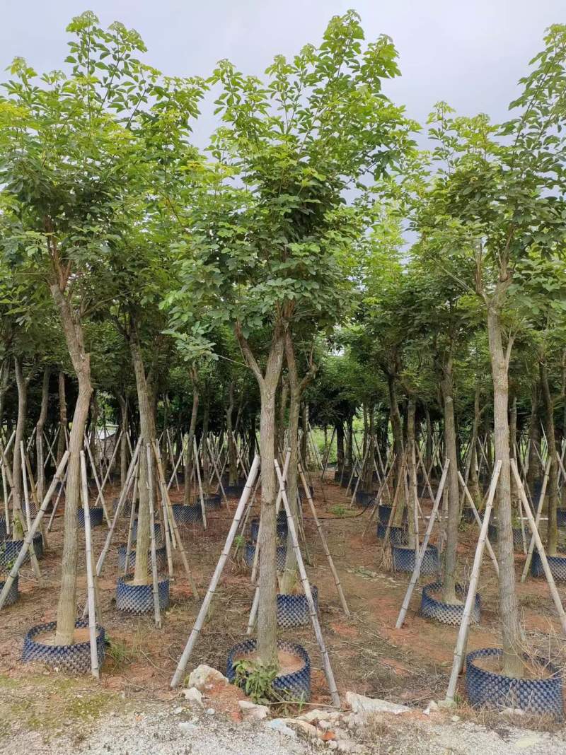 黄花风玲木8-10-12-15公分大量现货供应
