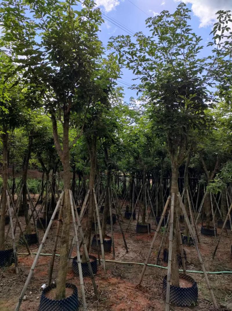 黄花风玲木8-10-12-15公分大量现货供应