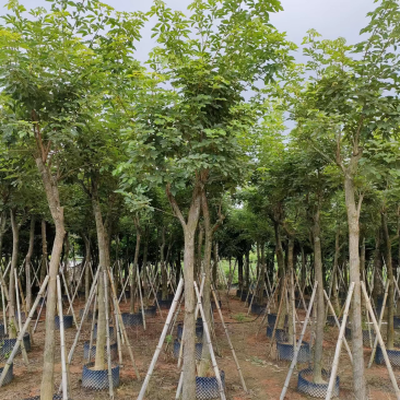 黄花风玲木8-10-12-15公分大量现货供应