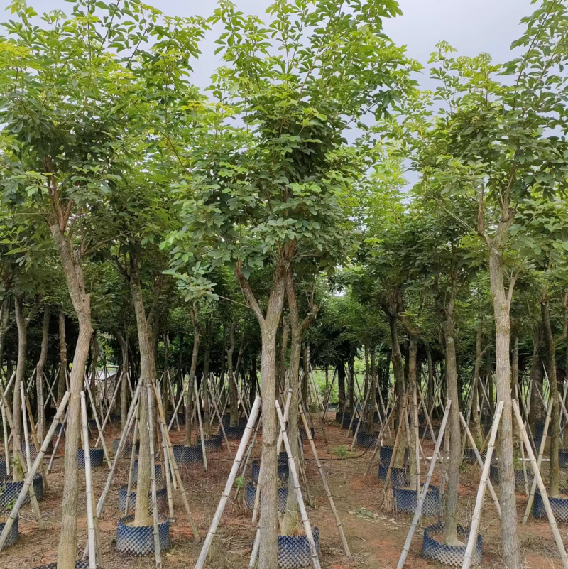 黄花风玲木8-10-12-15公分大量现货供应