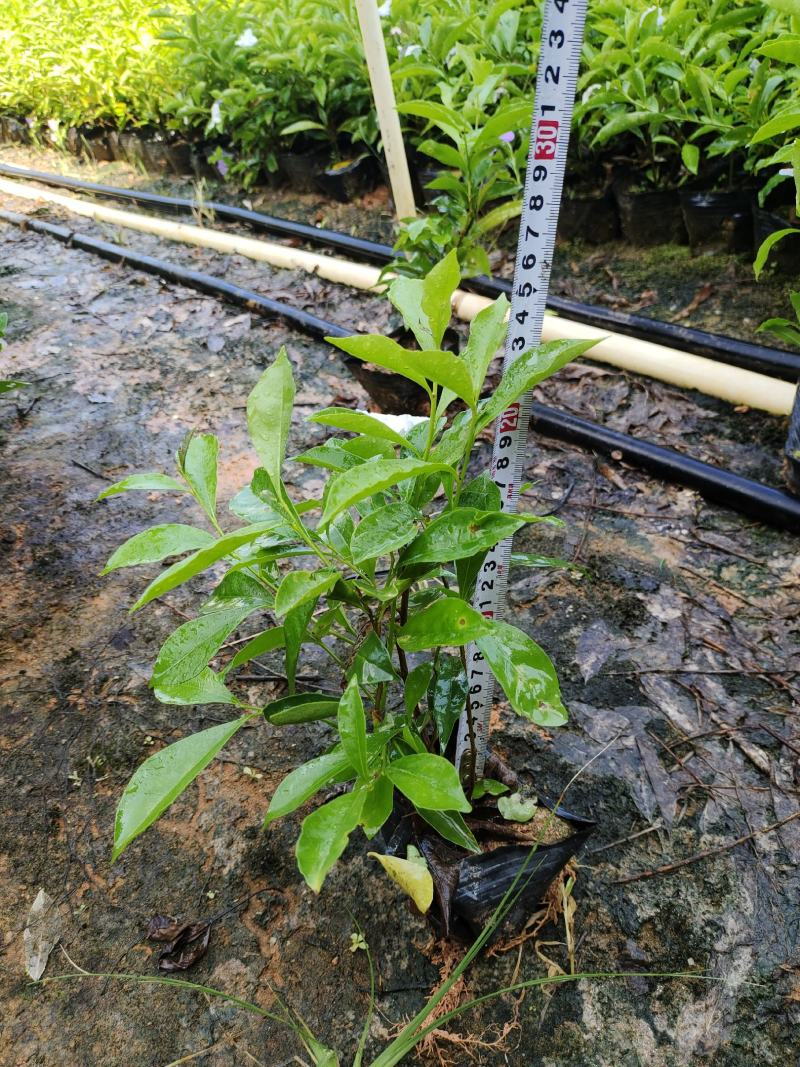 双色茉莉7斤袋，品质优良，价格实惠，诚信经营，欢迎来电