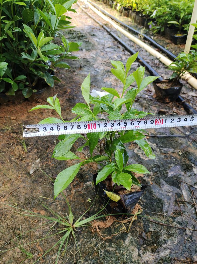 双色茉莉7斤袋，品质优良，价格实惠，诚信经营，欢迎来电