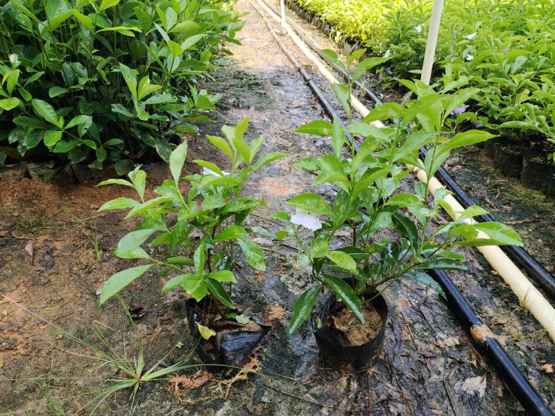 双色茉莉7斤袋，品质优良，价格实惠，诚信经营，欢迎来电
