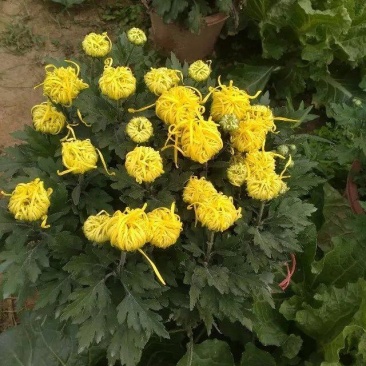 菊花苗四季开花千头菊九月大菊花大苗室内外庭院阳台盆栽地栽