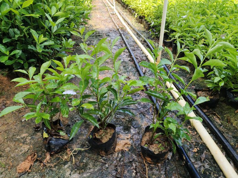 双色茉莉7斤袋，品质优良，价格实惠，诚信经营，欢迎来电