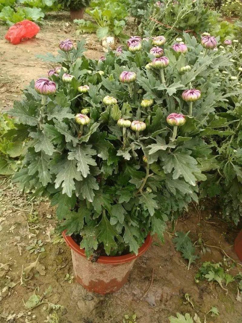 菊花苗四季开花千头菊九月大菊花大苗室内外庭院阳台盆栽地栽